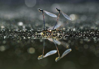 Istvan Kerekes (Hungary) - Dragonflies lake